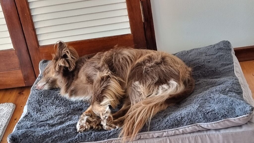 A brown and tan Miniature American Shepherd curled up fast asleep on a thick, rectangular grey textured Pawz memory foam orthopaedic dog bed next to a white timber louvred door.