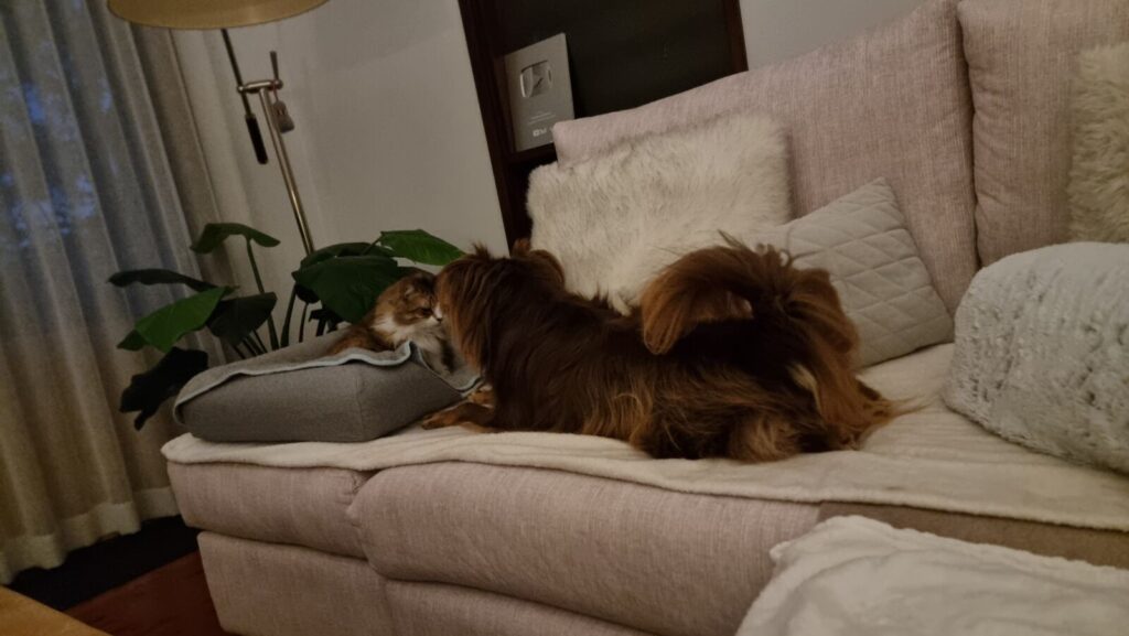 A brown and tan Miniature American Shepherd lies on a beige protective blanket on a light pink couch, looking towards a long-haired brown tabby cat resting inside a grey Omlet Topology bolster dog bed topper placed directly on the sofa cushions.