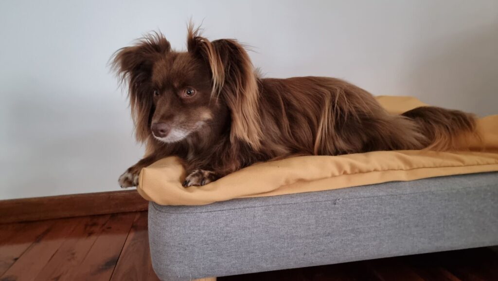 A brown and tan Miniature American Shepherd named Monte lying flat on a smooth yellow fabric mattress topper attached to a grey fabric rectangular dog bed frame over polished timber flooring.