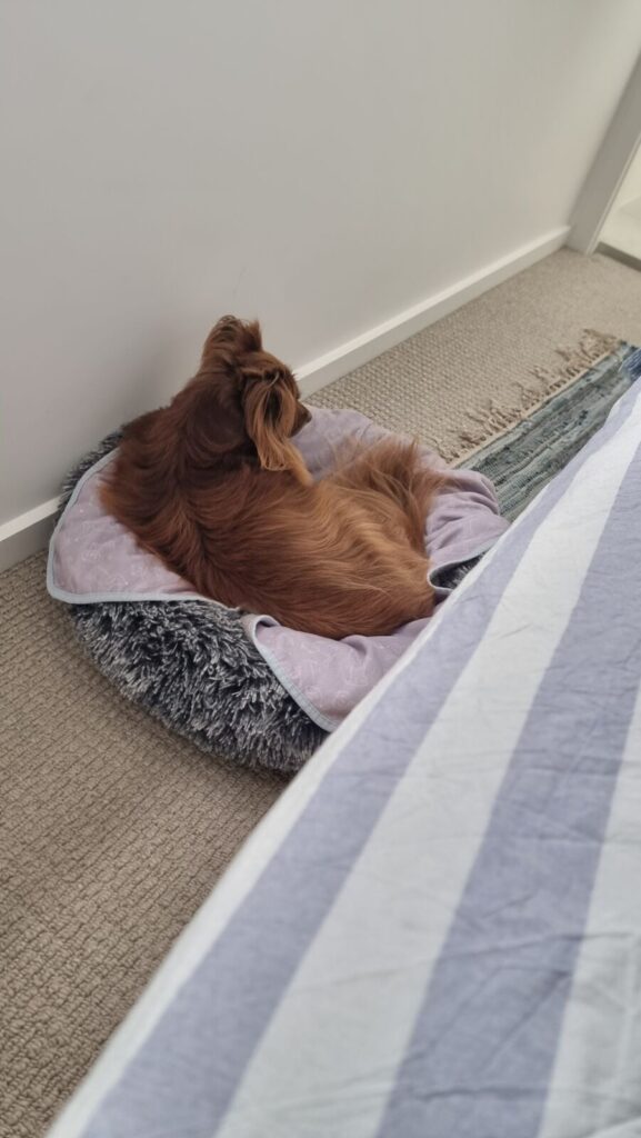 A high-angle view of a long-haired brown and tan Miniature American Shepherd curled up in a grey shaggy Pawz calming donut dog bed lined with a light purple patterned blanket, placed next to a bed on the carpeted floor of a holiday home.