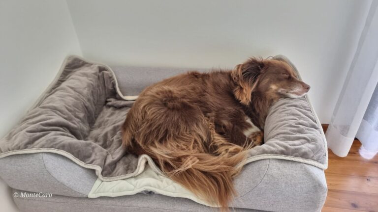 An adult brown and tan Miniature American Shepherd curled up fast asleep on a grey fabric Omlet Topology dog bed, resting his chin comfortably on the raised bolster edge topper.