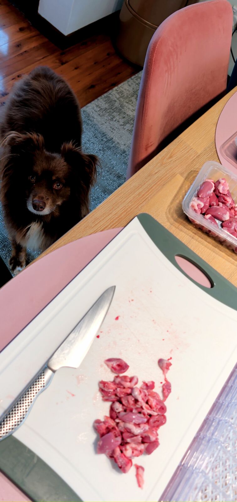 A brown and white Miniature American Shepherd dog looking up intently from the floor next to a wooden dining table, where raw chicken hearts are being chopped on a white cutting board.