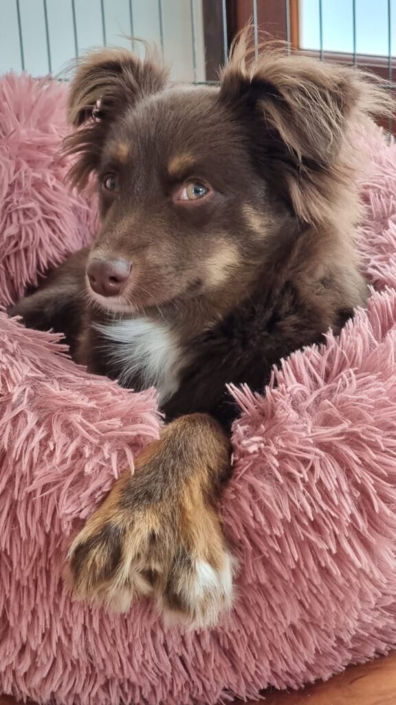 A fluffy brown and tan Miniature American Shepherd resting comfortably with his paws crossed over the edge of a high-shag pink Kmart donut bed.
