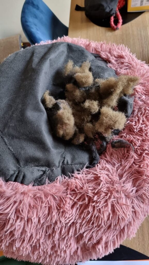 The upside-down bottom of a pink shaggy Kmart donut dog bed showing a large hole chewed through the black fabric lining, with brown stuffing spilling out.