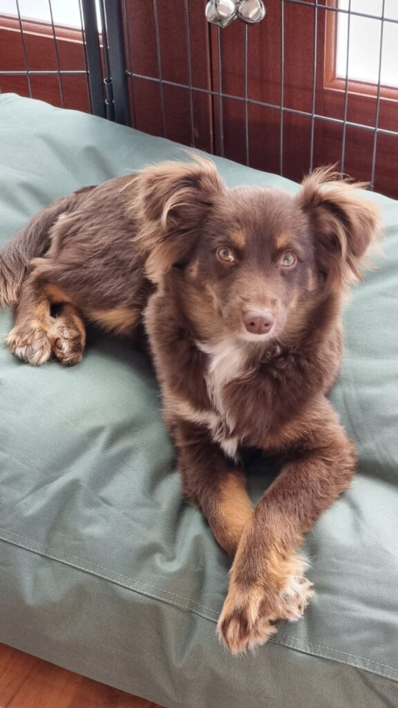 A brown and tan Miniature American Shepherd lying comfortably with his front paws neatly crossed on a large, olive green, bite-resistant canvas dog bed from Kmart.