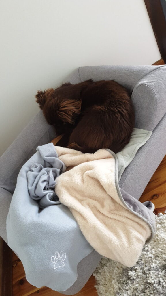 An overhead shot of a fluffy brown Miniature American Shepherd curled up tight fast asleep in a grey fabric Omlet Topology dog bed, surrounded by a plush cream topper blanket and a light blue fleece blanket embroidered with a paw print.