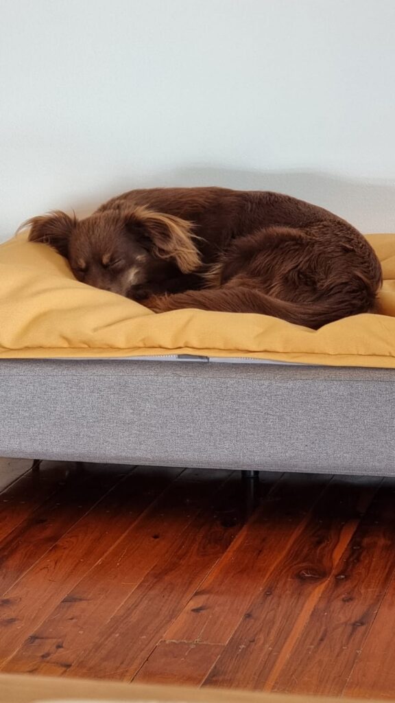A brown and tan Miniature American Shepherd curled up fast asleep on a plush, vibrant yellow beanbag topper of a grey fabric Omlet Topology dog bed raised on black metal legs over polished timber flooring.