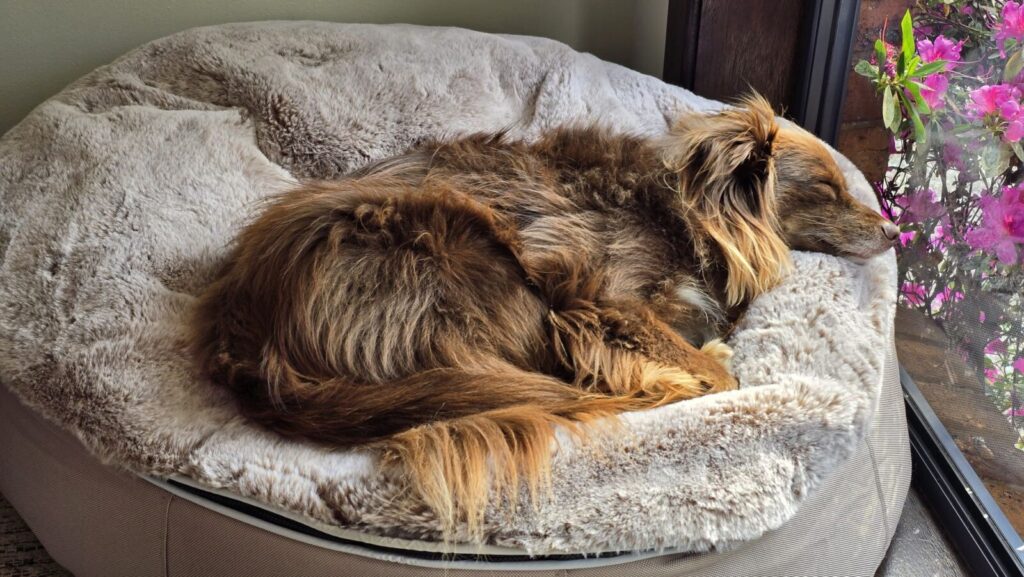 An adult brown and tan Miniature American Shepherd curled up fast asleep in a large, round cappuccino Ambient Lounge luxury dog bed lined with a plush faux-fur cover next to a window with bright pink flowers outside.