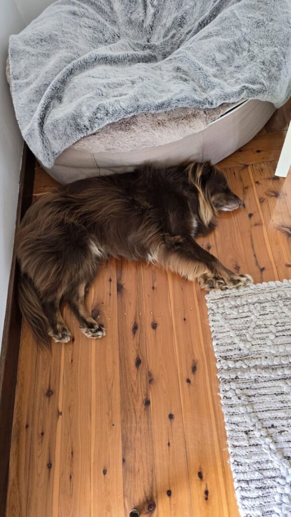 A brown and tan Miniature American Shepherd lies stretched out fast asleep on the polished timber floor right next to a large, round, grey and cappuccino bean-filled Ambient Lounge luxury dog bed draped with a plush grey faux-fur cover.