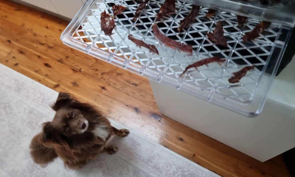 A brown Miniature American Shepherd named Monte sitting on a rug, looking up expectantly at a clear dehydrator tray filled with DIY dehydrated dog treats.