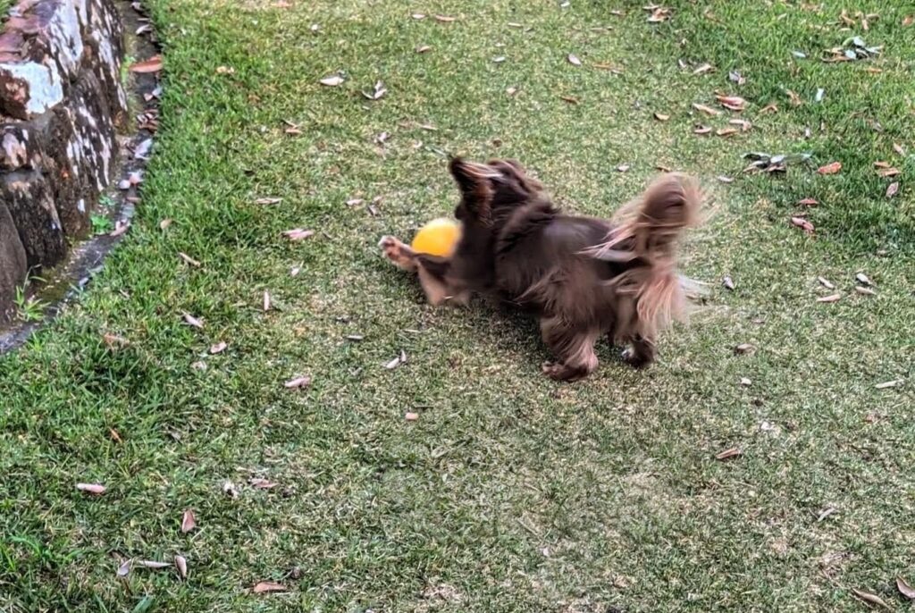 Monte, a brown Miniature American Shepherd, engages in nose-to-egg herding play with an 8-inch yellow Jolly Egg on a green lawn.