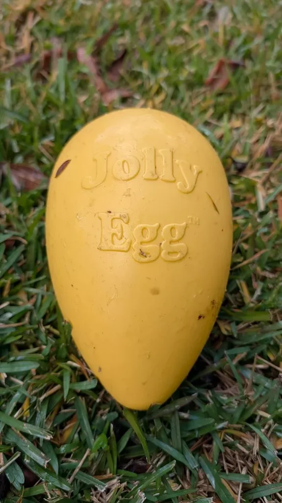 A close-up, top-down view of a bright yellow, egg-shaped Jolly Egg dog toy resting on green grass.