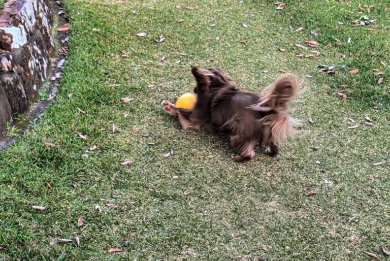 Monte, a brown Miniature American Shepherd, engages in nose-to-egg herding play with an 8-inch yellow Jolly Egg on a green lawn.