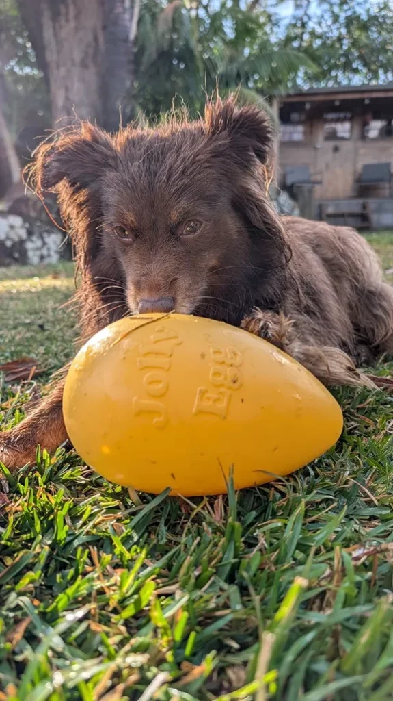 Monte, a Miniature American Shepherd, interacting with a yellow Jolly Egg toy on the grass during an enrichment session.