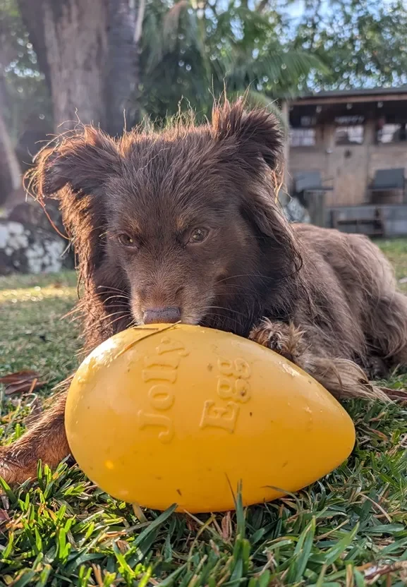 Monte, a Miniature American Shepherd, interacting with a yellow Jolly Egg toy on the grass during an enrichment session.