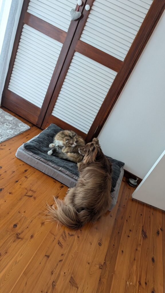 A high-angle shot on polished timber floors showing a fluffy, long-haired tabby cat curled up comfortably in the middle of a grey orthopaedic dog bed, while a fluffy brown and tan Miniature American Shepherd sits patiently on the floor next to it, staring up at the cat.