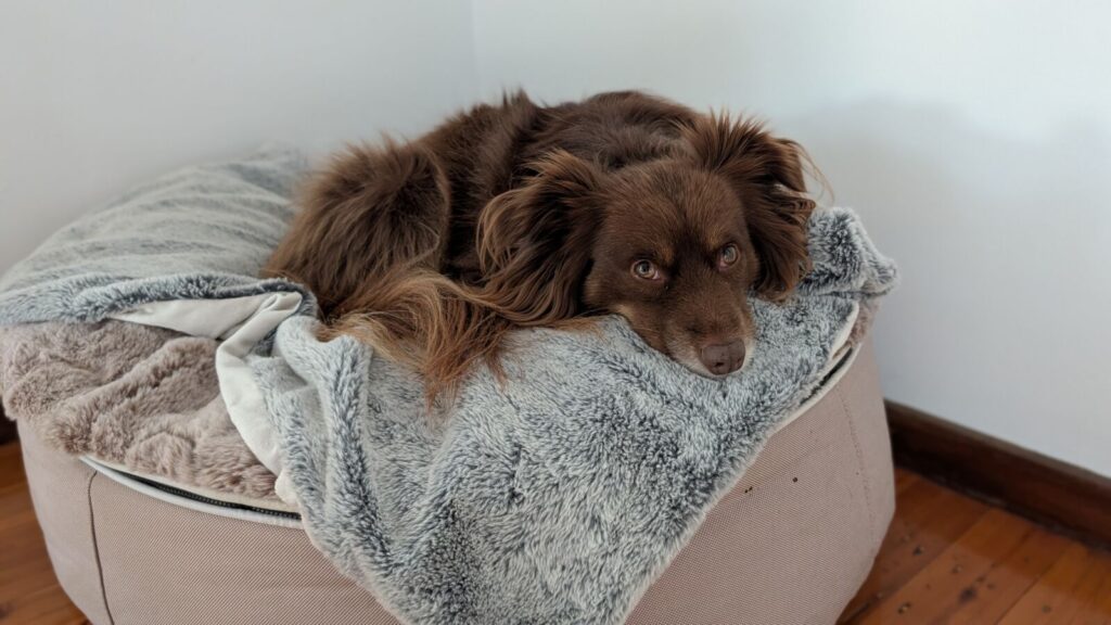 An adult brown and tan Miniature American Shepherd lying down comfortably on top of a large, high-profile cappuccino Ambient Lounge luxury dog bed, resting his chin on a soft grey plush faux-fur top cover.