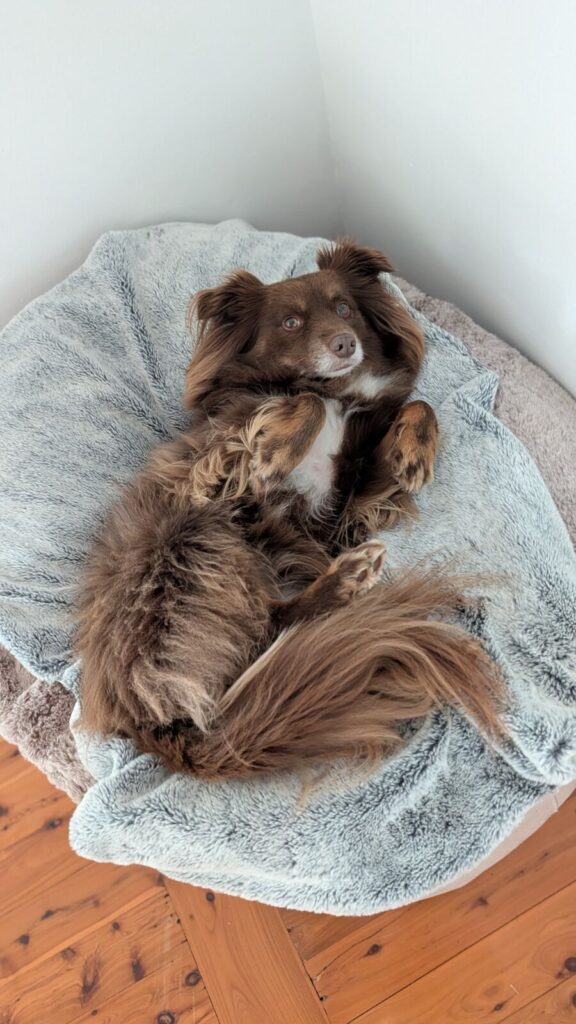 A brown and tan Miniature American Shepherd lying on his back with his paws curled up playfully, resting on a plush grey faux-fur cover of a large, round cappuccino Ambient Lounge luxury dog bed on timber floors.