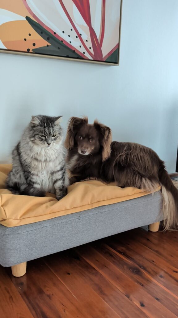 A brown and tan Miniature American Shepherd named Monte lies on a vibrant yellow beanbag topper of a grey fabric Omlet Topology dog bed raised on wooden legs, while a fluffy grey tabby cat named Diesel sits upright on the front edge next to him.