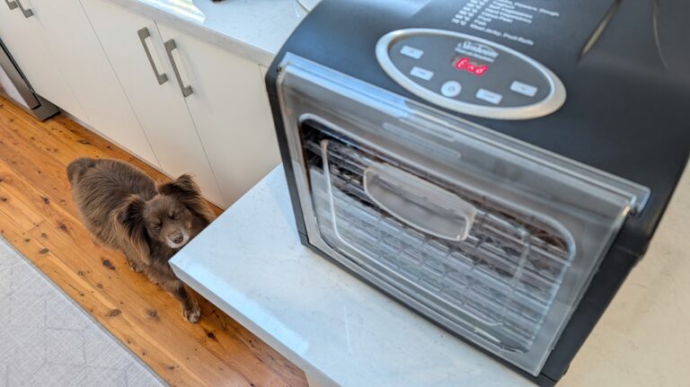 A brown Miniature American Shepherd sits on a wooden kitchen floor, looking up patiently at a black food dehydrator on a white counter that displays the word "End" on its screen.