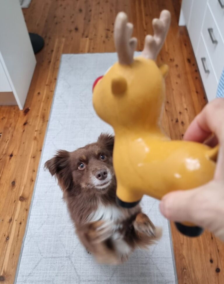 A brown Miniature American Shepherd dog looking up intently on a light-patterned rug while a hand holds a yellow latex reindeer toy with antlers and a red nose above him.