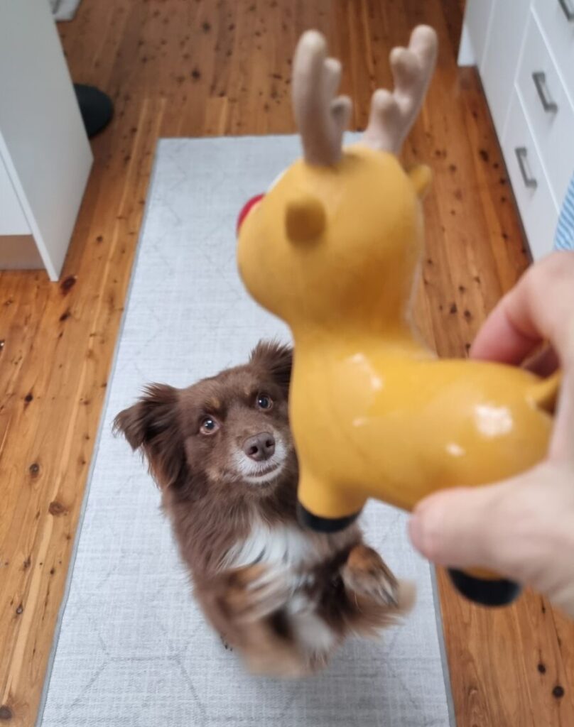 A brown Miniature American Shepherd dog looking up intently on a light-patterned rug while a hand holds a yellow latex reindeer toy with antlers and a red nose above him.