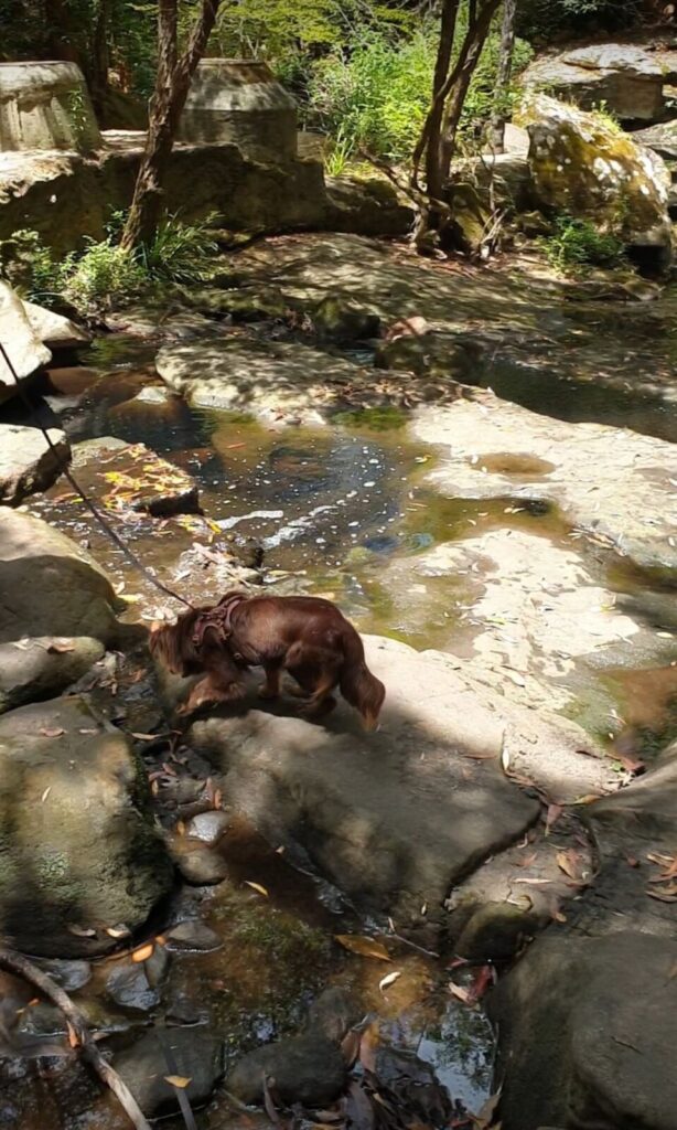 A long-haired reddish-brown Miniature American Shepherd dog on a lead carefully navigating large sandstone stepping stones across a shallow creek bed.
