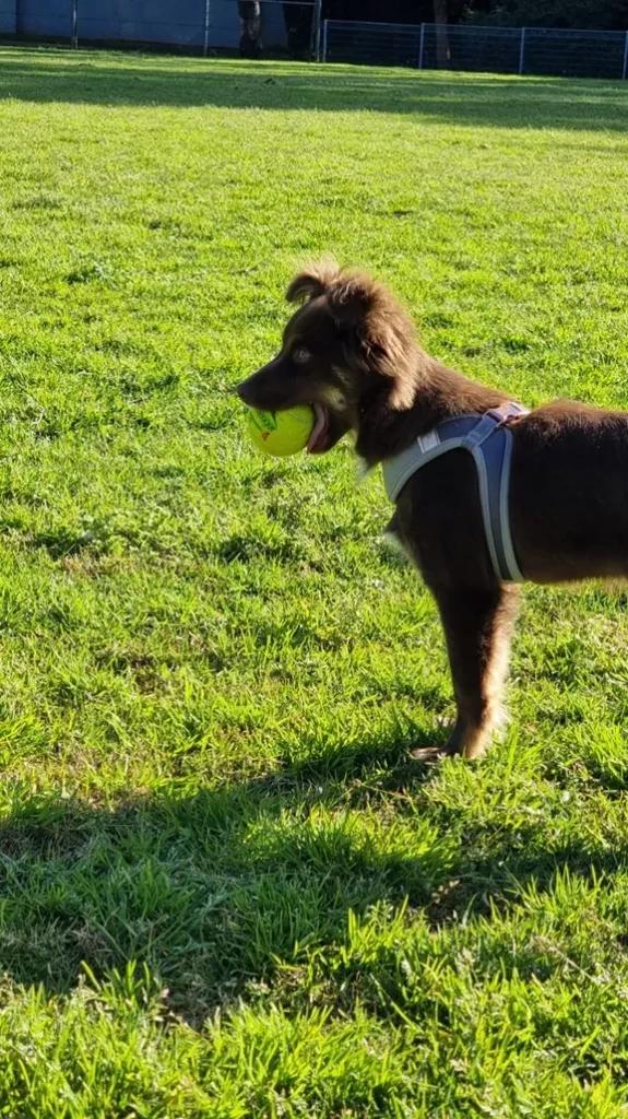 Side profile of Monte, a mahogany brown Miniature American Shepherd puppy, standing on a grassy park lawn holding a bright yellow ball in his mouth while wearing the light grey Rogz Urban Fast-Fit harness.