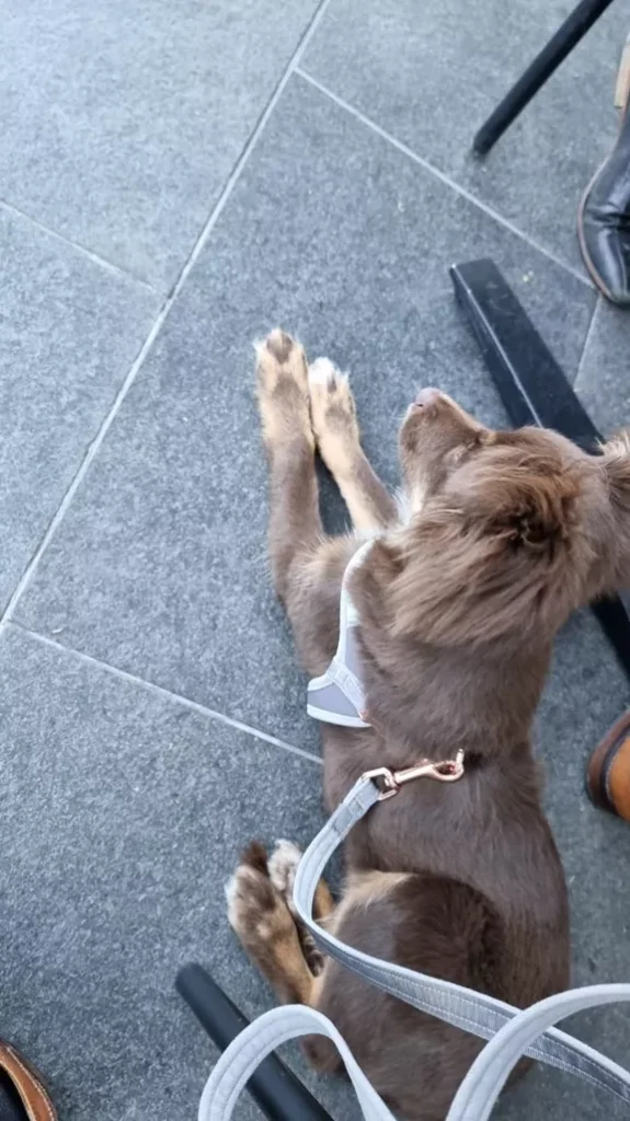 High-angle view of Monte, a brown Miniature American Shepherd puppy, lying on grey outdoor pavers in a light grey Rogz harness with matching rose gold lead.