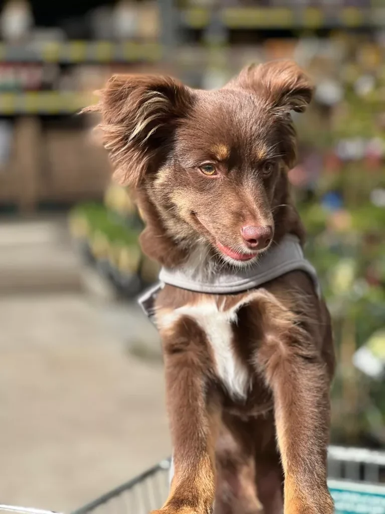 Monte, a mahogany Miniature American Shepherd puppy wearing a light grey Rogz Urban Fast-Fit harness, resting his paws on a metal trolley.