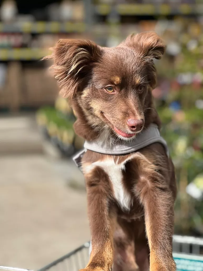 Monte, a mahogany Miniature American Shepherd puppy wearing a light grey Rogz Urban Fast-Fit harness, resting his paws on a metal trolley.