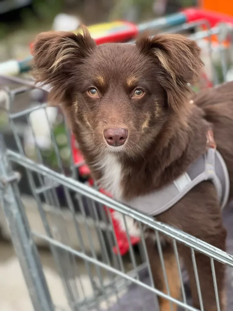 Monte, a mahogany Miniature American Shepherd puppy wearing a light grey Rogz Urban Fast-Fit harness, resting his paws on a metal trolley.