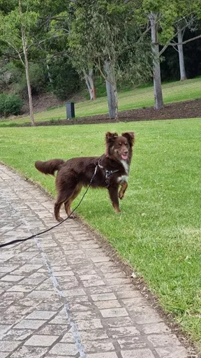 Monte the Miniature American Shepherd standing on grass near a paved footpath in a park wearing the camo Stylish Hound On Duty harness and lead.