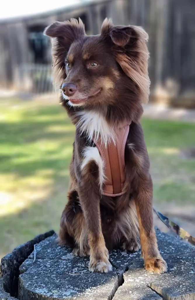 Monte, a mahogany brown Miniature American Shepherd, sitting upright on a tree stump outdoors wearing a terracotta padded fabric chest harness from The Furry Nomad.