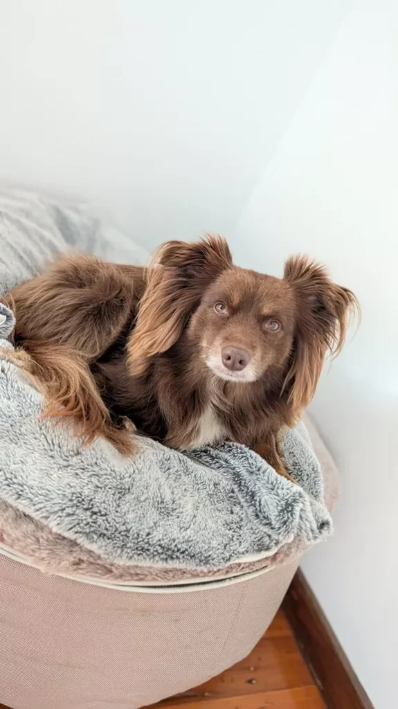 A brown Miniature American Shepherd named Monte curled up on a cream-coloured Ambient Lounge dog bed with a grey faux fur top cover.