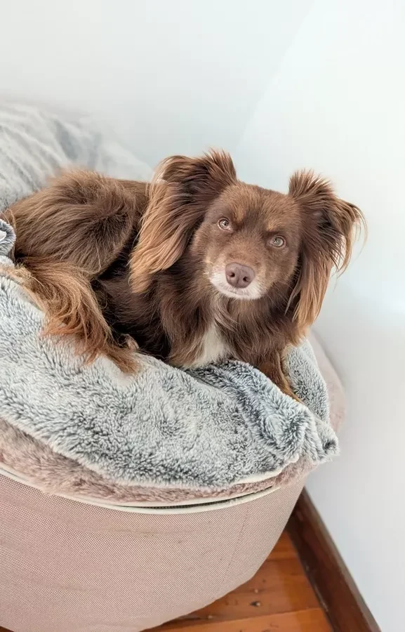 A brown Miniature American Shepherd named Monte curled up on a cream-coloured Ambient Lounge dog bed with a grey faux fur top cover.