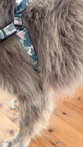 Close up view of the camo print webbing strap and fabric buckle sleeve on Monte wearing the Stylish Hound On Duty harness.