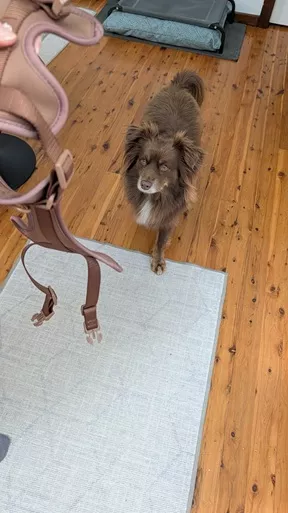 Monte watching attentively as The Furry Nomad Chocolate Brown harness is held up, showing the open side clips, neck loop, and padded chest plate structure.