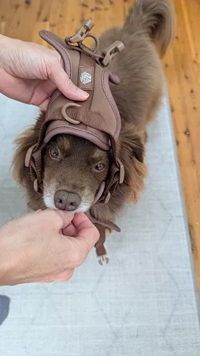 Monte looking up while taking a treat as the padded back panel of The Furry Nomad harness is guided over his head.