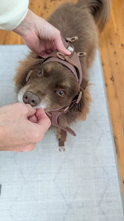 Monte the Miniature American Shepherd taking a treat while putting his head through the Chocolate Brown Furry Nomad harness during over-the-head fitting training.