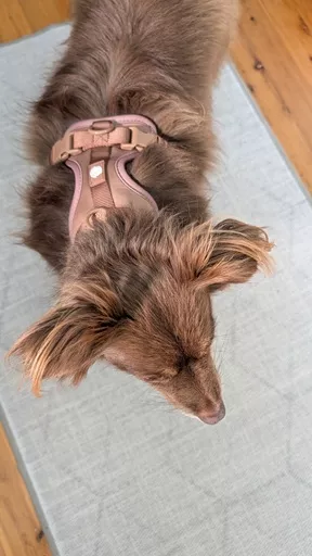 Top down view of Monte wearing the Chocolate Brown Furry Nomad padded harness showing the back strap placement and clip attachments.