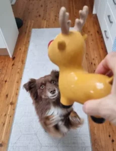 A brown Miniature American Shepherd dog looking up intently on