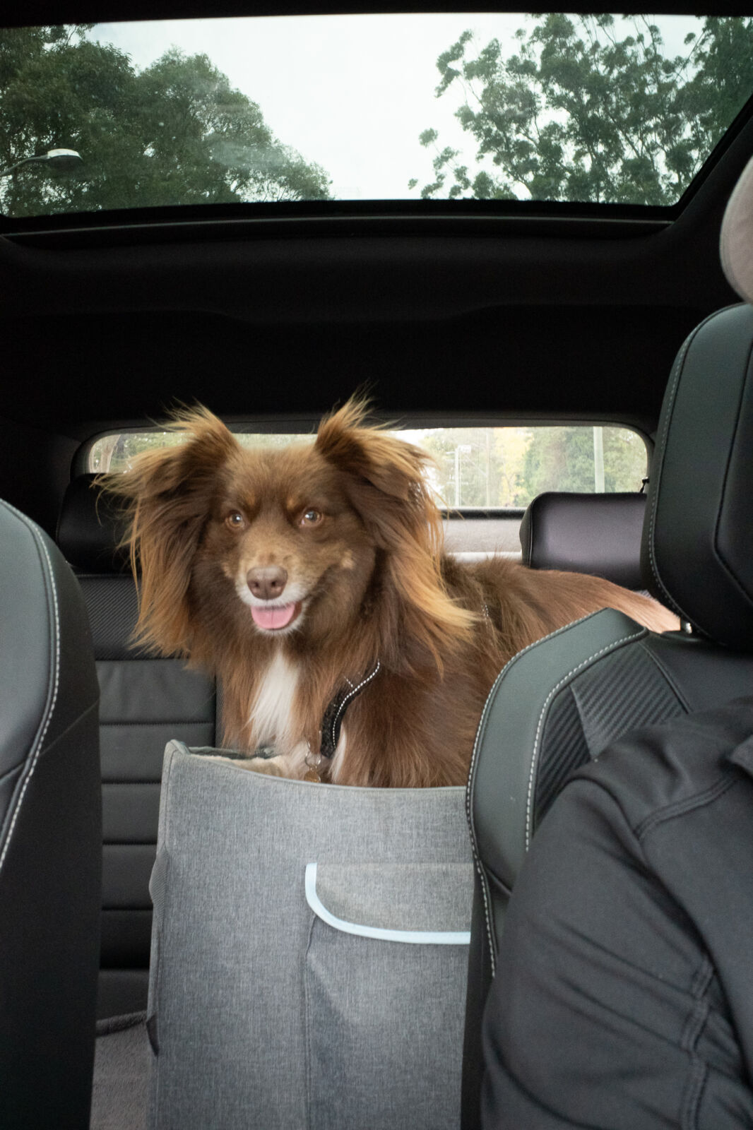 A fluffy, long-haired reddish-brown Miniature American Shepherd dog named Monte looks forward with an eager smile from a grey pet travel seat in the back of a car.