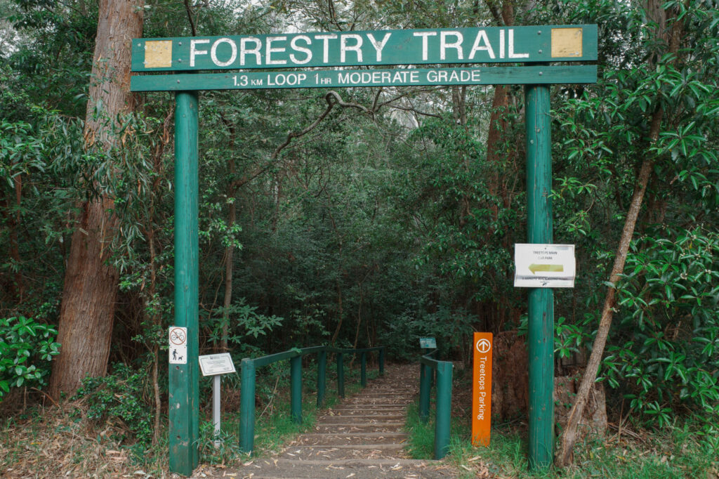 A green timber archway marks the trailhead for the Forestry Trail loop at Cumberland State Forest, featuring a sign that reads 1.3 km loop 1 hr moderate grade, leading down a set of wooden bush steps into dense native forest.