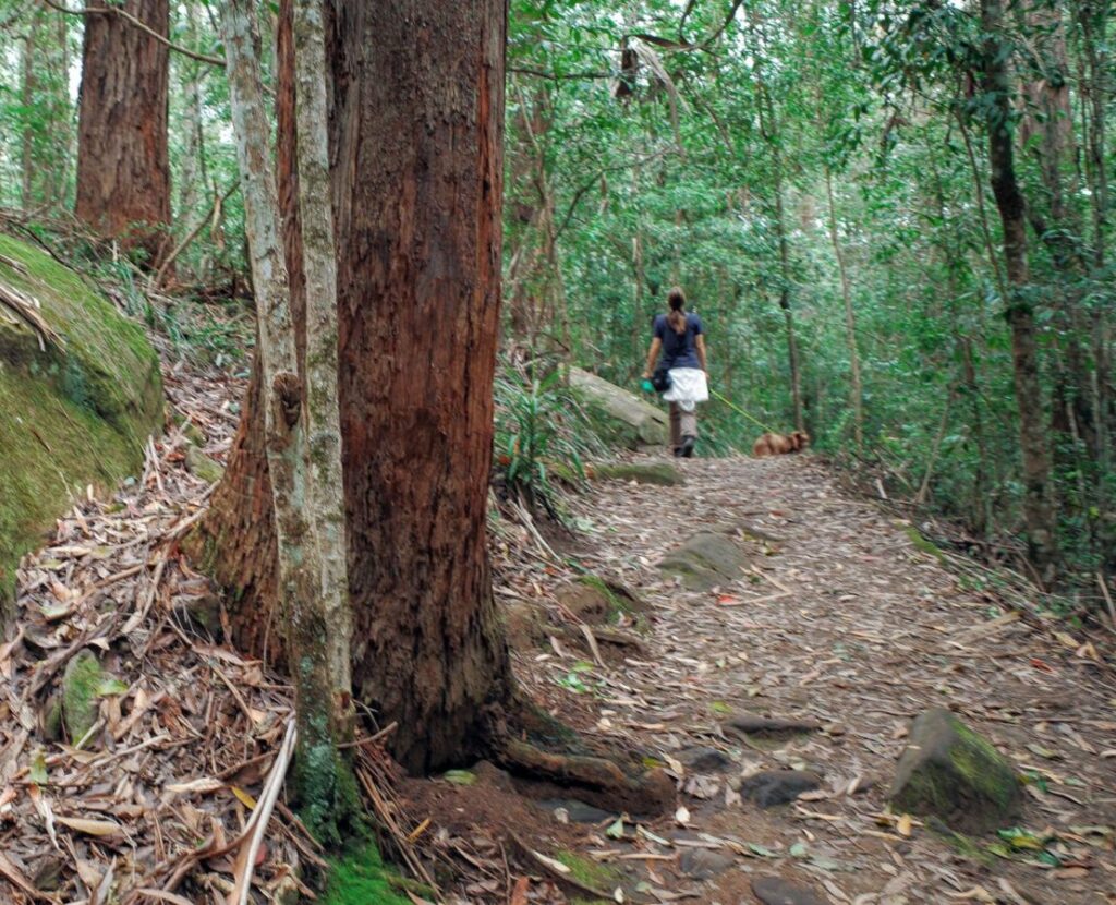 A woman from behind walks down a leaf-littered dirt trail with her dog through a dense, green forest of slender young trees and native shrubs.