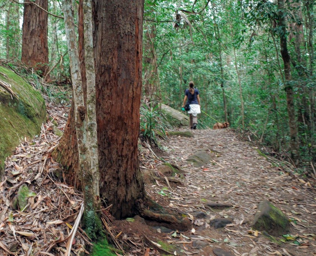 A woman from behind walks down a leaf-littered dirt trail with her dog through a dense, green forest of slender young trees and native shrubs.