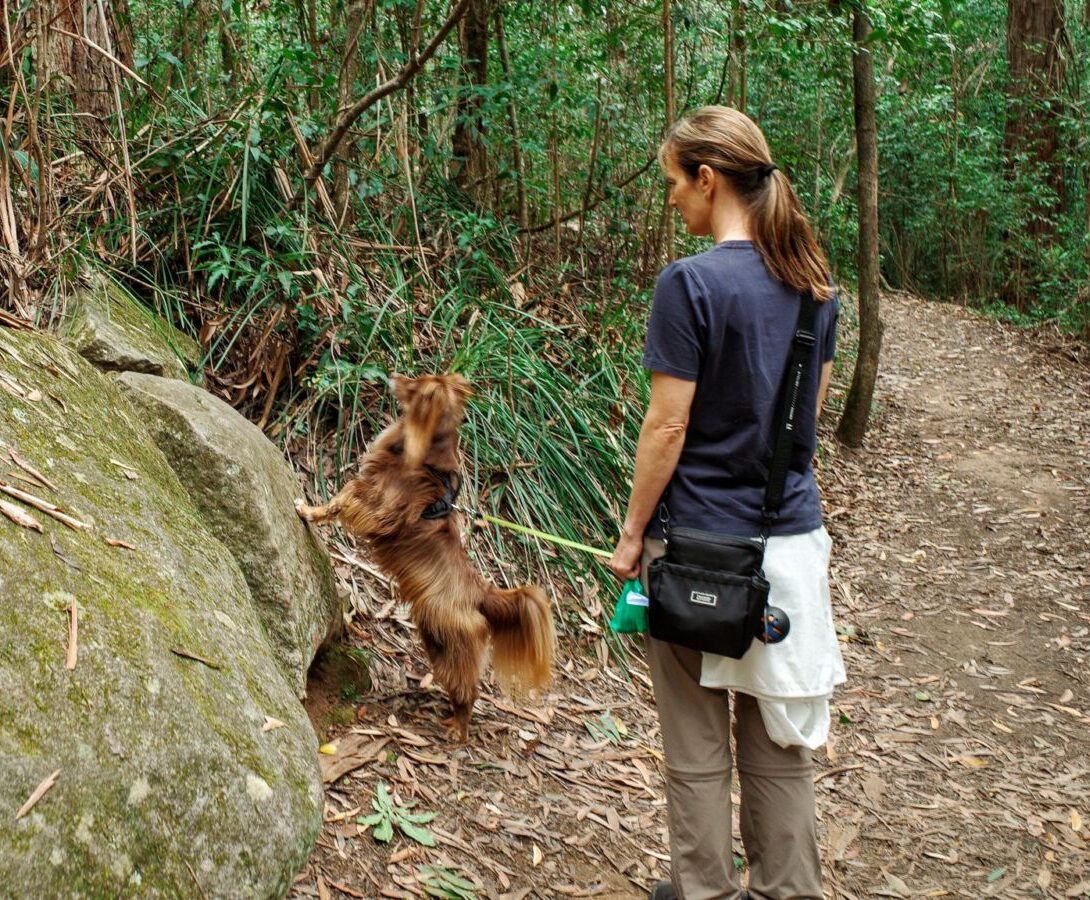 A long-haired, reddish-brown Miniature American Shepherd dog stands on his hind legs to peer over a large, mossy sandstone boulder, eagerly looking for a hidden bush turkey in the dense leaf litter.
