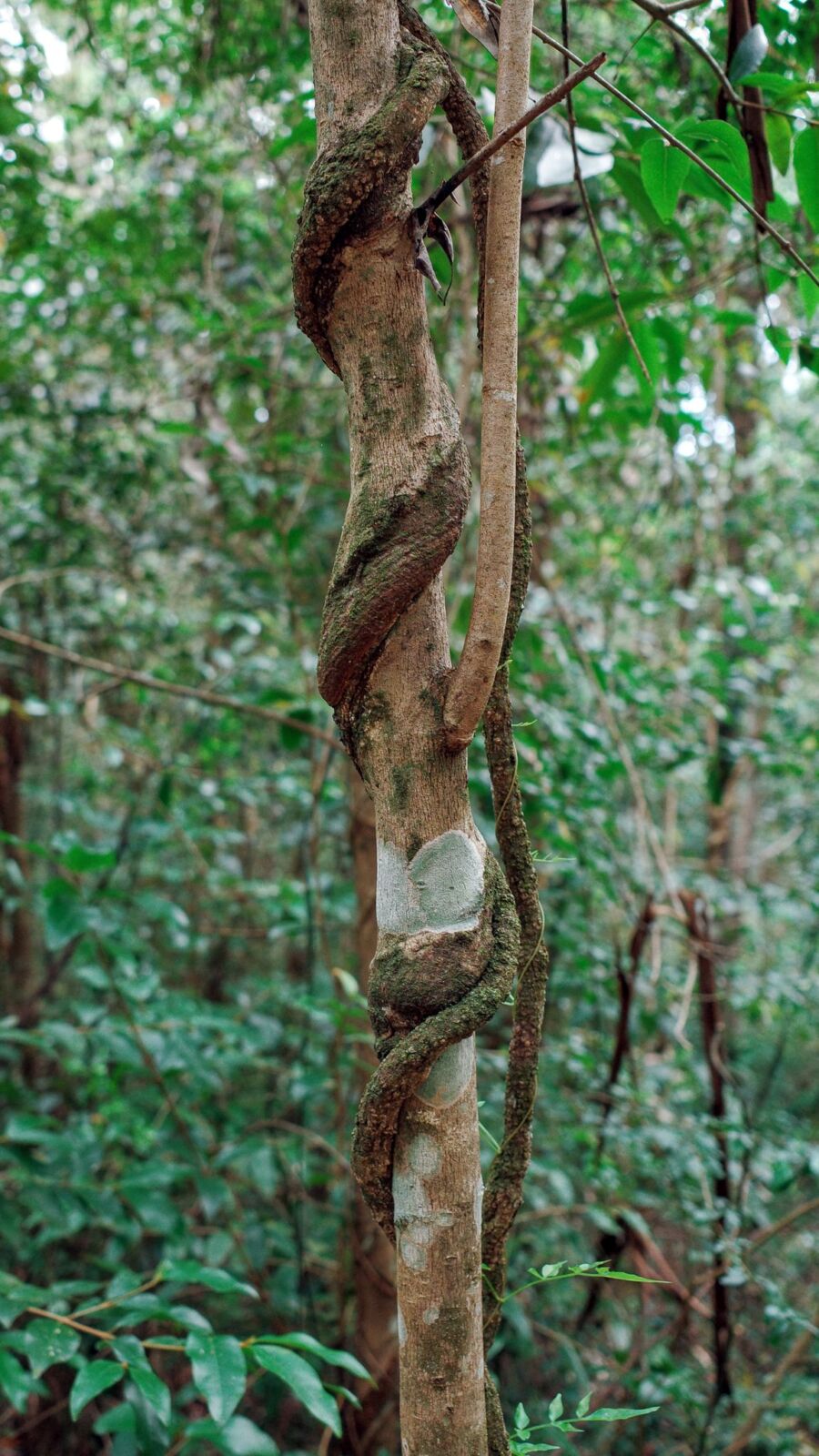 A vertical, close-up shot of a thick, woody native vine spiraling tightly around a slender tree trunk in a dense, green rainforest gully.