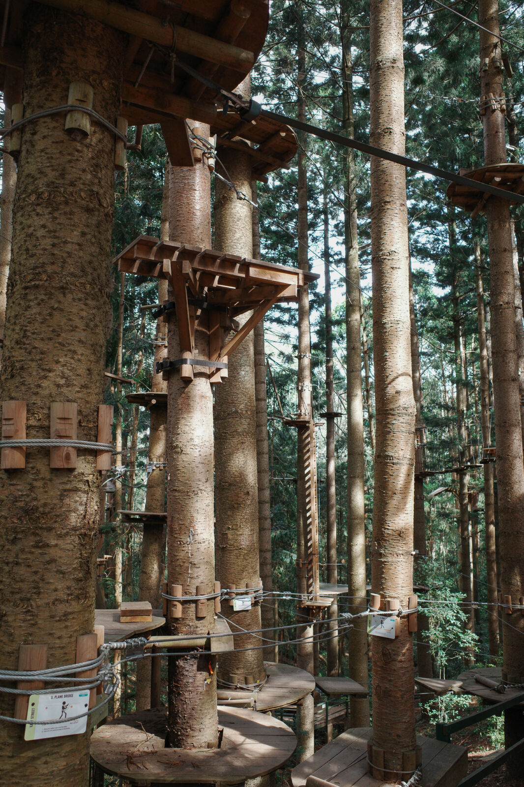 A high-angle shot looking through a dense grove of towering, straight pine trees fitted with wooden platforms, zip lines, and suspension cables for an elevated ropes obstacle course.