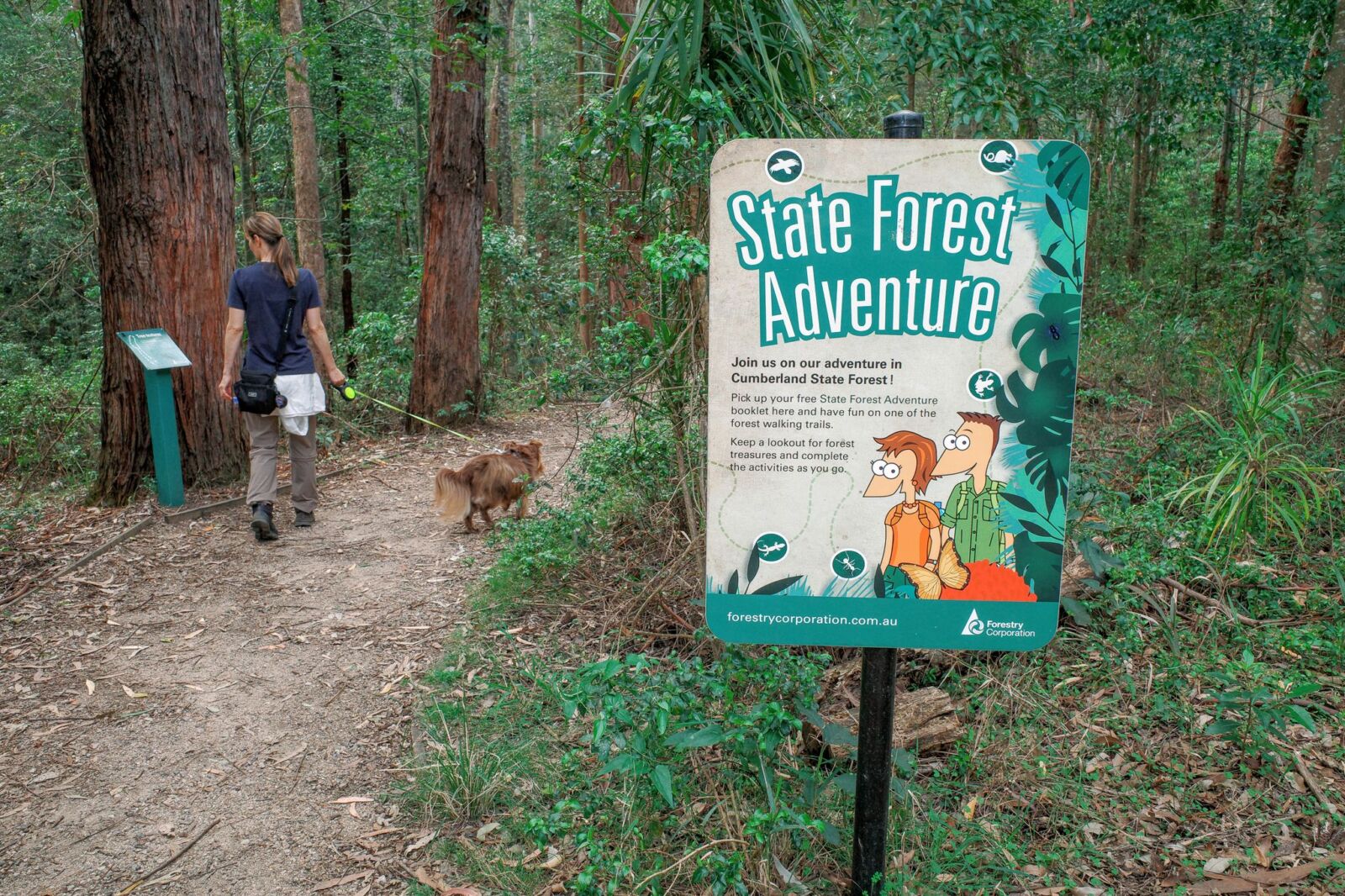 A green and white "State Forest Adventure" activity sign stands in the foreground on a bush track, while a woman walks ahead on a dirt path leading her long-haired reddish-brown dog, Monte, on a lime-green lead into the native forest.